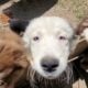 Standard Australian Shepherd