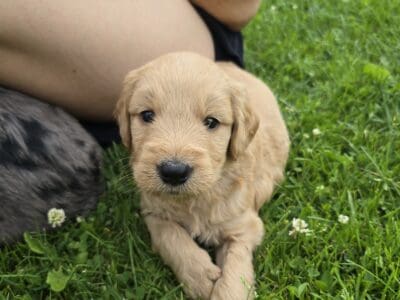 Golden Doodles- Warsaw, NY