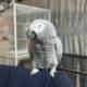AFRICAN GREY FEMALE