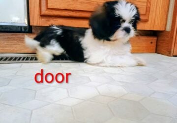 door the shih tzu pup