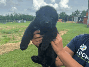 AKC german shepherd female puppy