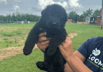 AKC german shepherd female puppy