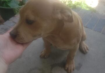 Rehoming our 16 week old pitt bull puppies