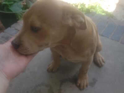 Rehoming our 16 week old pitt bull puppies