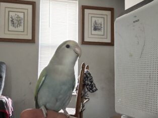 Lovebird baby