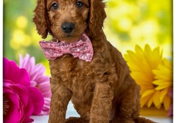 Piper (Pink collar)