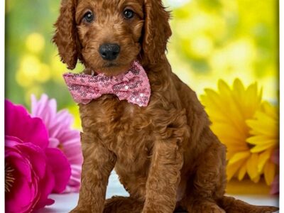 Piper (Pink collar)