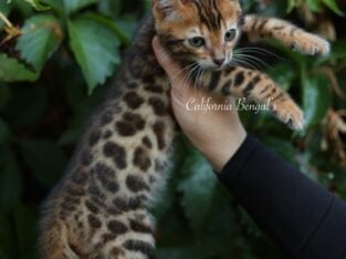 Bengal kitten