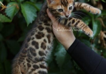 Bengal kitten Brown