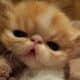 Persian kittens