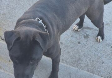 Lab mix female dog