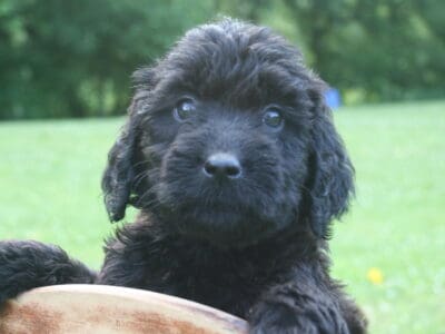 Goldendoodles