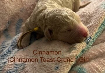 Goldendoodle Puppies
