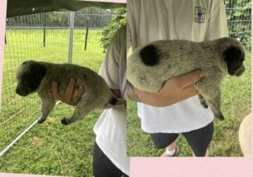 Blue heeler puppies