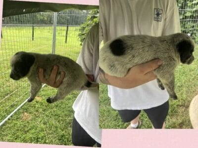 Blue heeler puppies