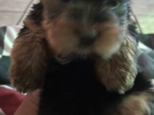Yorkie babies