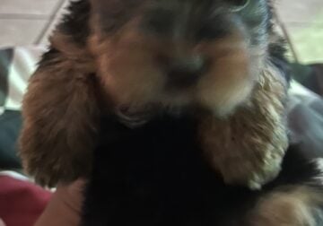 Yorkie babies