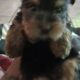 Yorkie babies