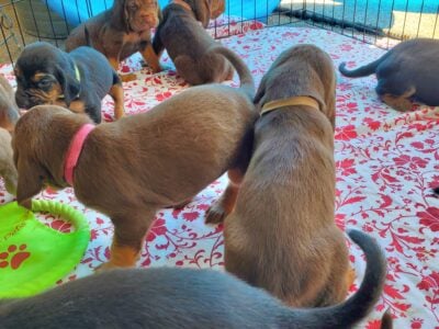 Bloodhound Puppies