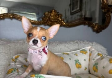 Chihuahua Girl Puppy (Wednesday)