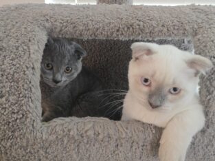 2 Scottish Fold/ Russian Blue Male Kittens