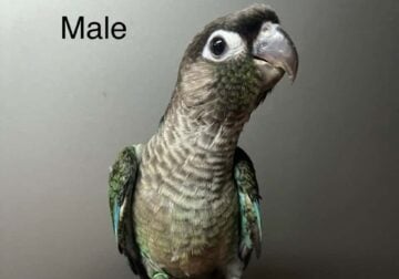 Green cheek conure babies- rare mutations