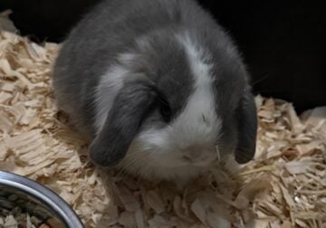 Holland lops for sale