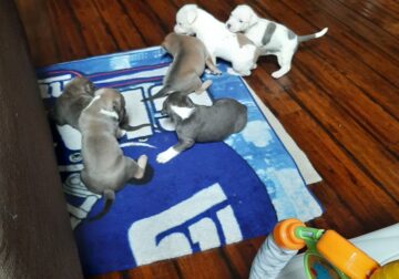 American Pitbull terrier / xl bully puppies