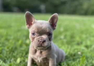Frenchie puppy