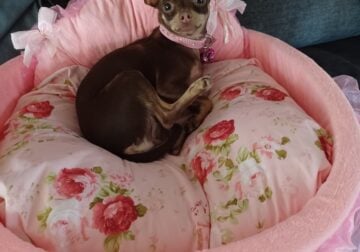 Min Pin Female 1 Yr.