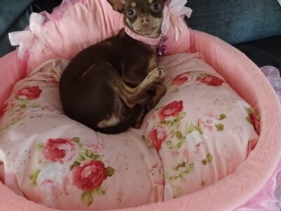 Min Pin Female 1 Yr.