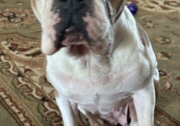 Olde English Bulldogge