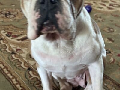 Olde English Bulldogge