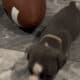 Olde English Bulldogge Puppies!