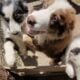 Standard Australian Shepherd