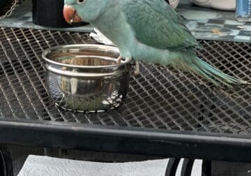 Hand fed Indian Ring neck