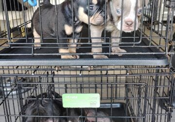 Last American Bully