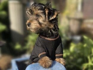 Registered Male Yorkie