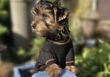 Registered Male Yorkie