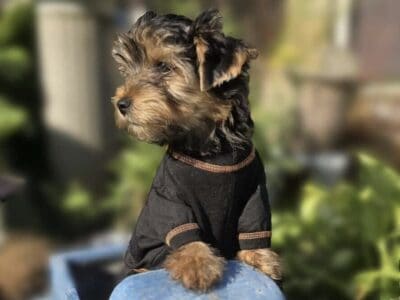 Registered Male Yorkie