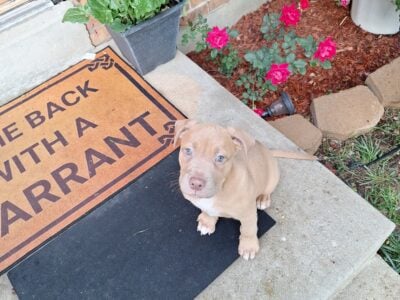 Pitbull puppies boy