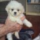Beautiful shihtzu puppies