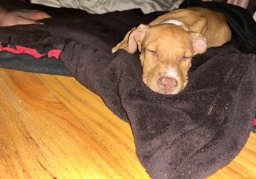 Giving away my boy 💔