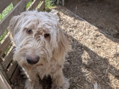 Teddy’s need for New Home