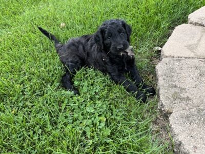 Golden doodle puppy
