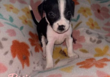 Rat terriers