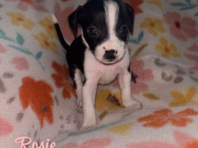 Rat terriers