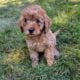 Petite mini goldendoodle puppies