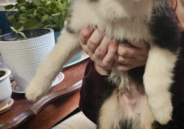 Male mini Aussies