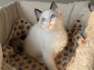 Seal Bicolor Ragdoll Boy